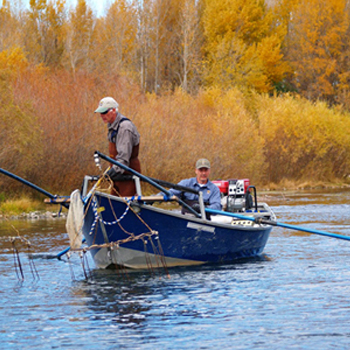 Trout Slideshow