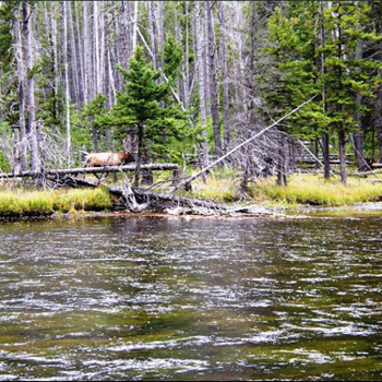Trout Slideshow
