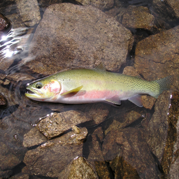 Trout Slideshow