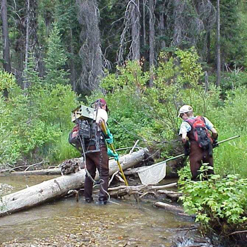 Trout Slideshow
