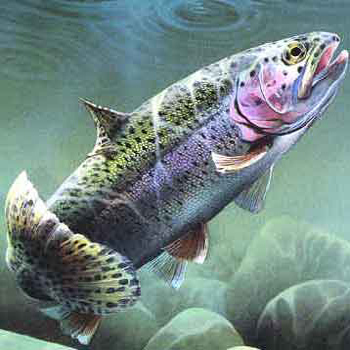 troutcrazy.com